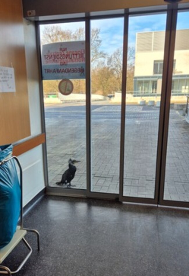 Vogel wartet vor der Tür der Notaufnahme