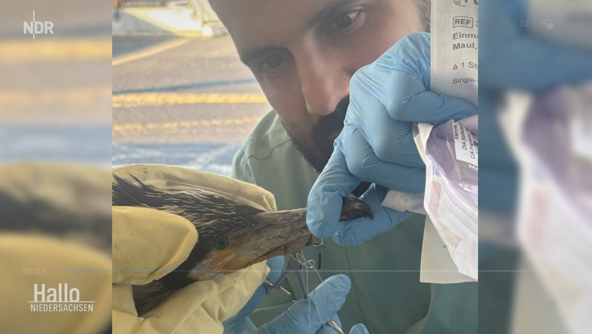 Fernsehausschnitt vom TV-Bericht über die Kormorangeschichte