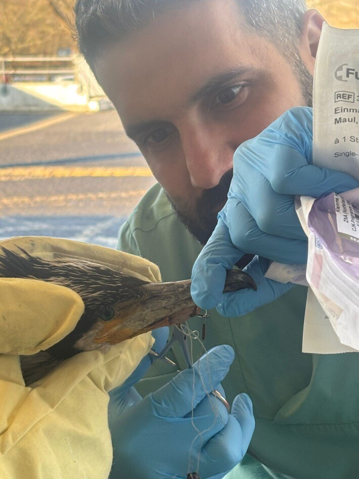 Pfleger hilft Kormoran und entfernt Angelhaken vom Schnabel